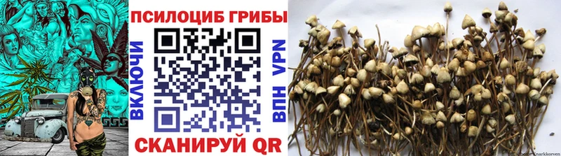 Псилоцибиновые грибы Psilocybe  Черняховск 
